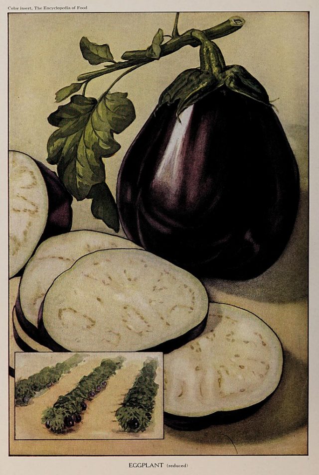 Are Aubergine and Eggplant the Same Thing? - The Cookful