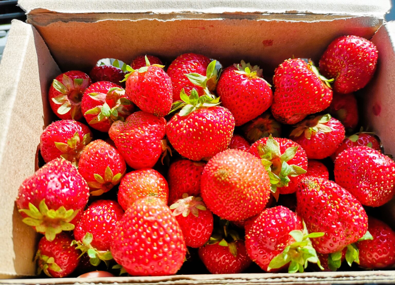 Strawberries for the summer win Andrew Coppolino